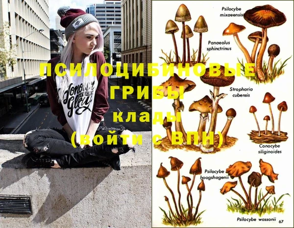 PSILOCYBIN Медвежьегорск
