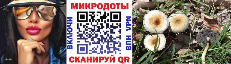 Купить где  Сорск  Галлюциногенные грибы Psilocybe 